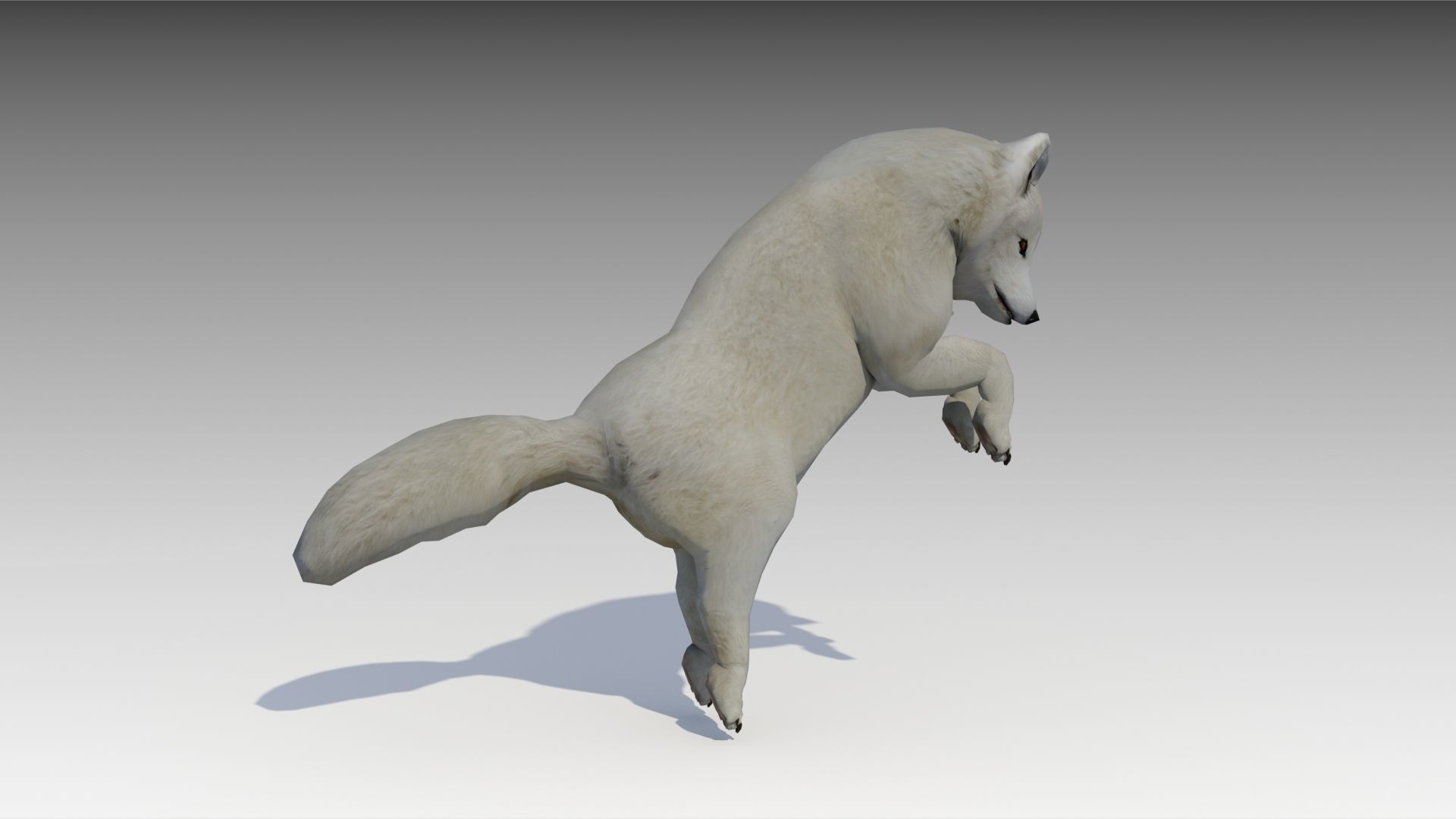 Artic Fox Low-poly 3D model_2
