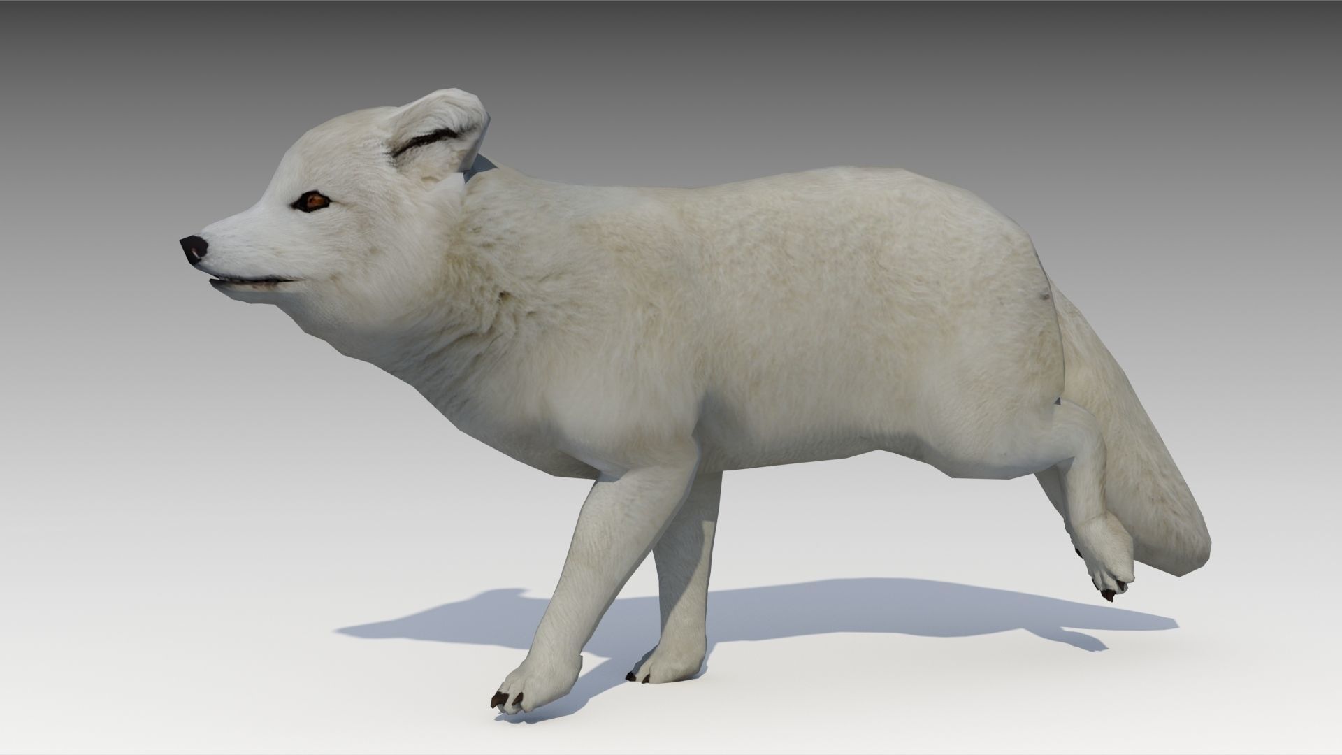 Artic Fox Low-poly 3D model_5