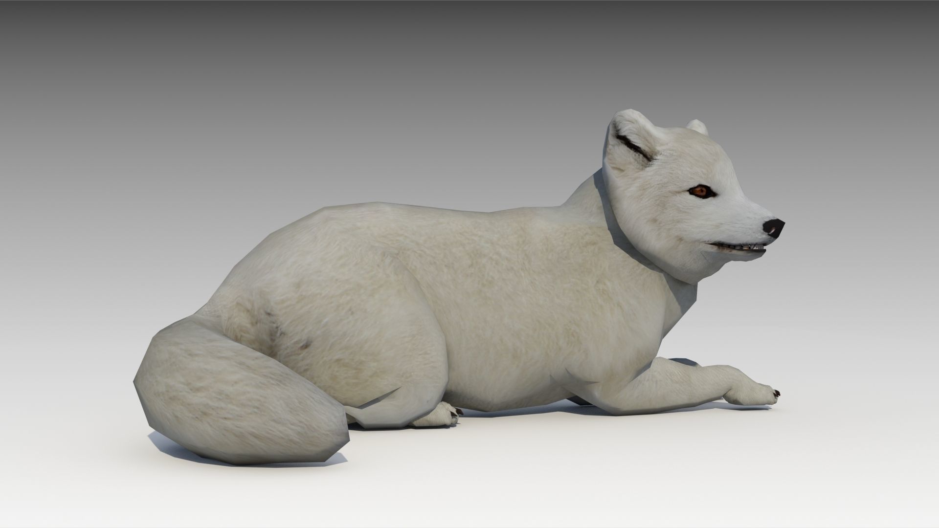 Artic Fox Low-poly 3D model_6