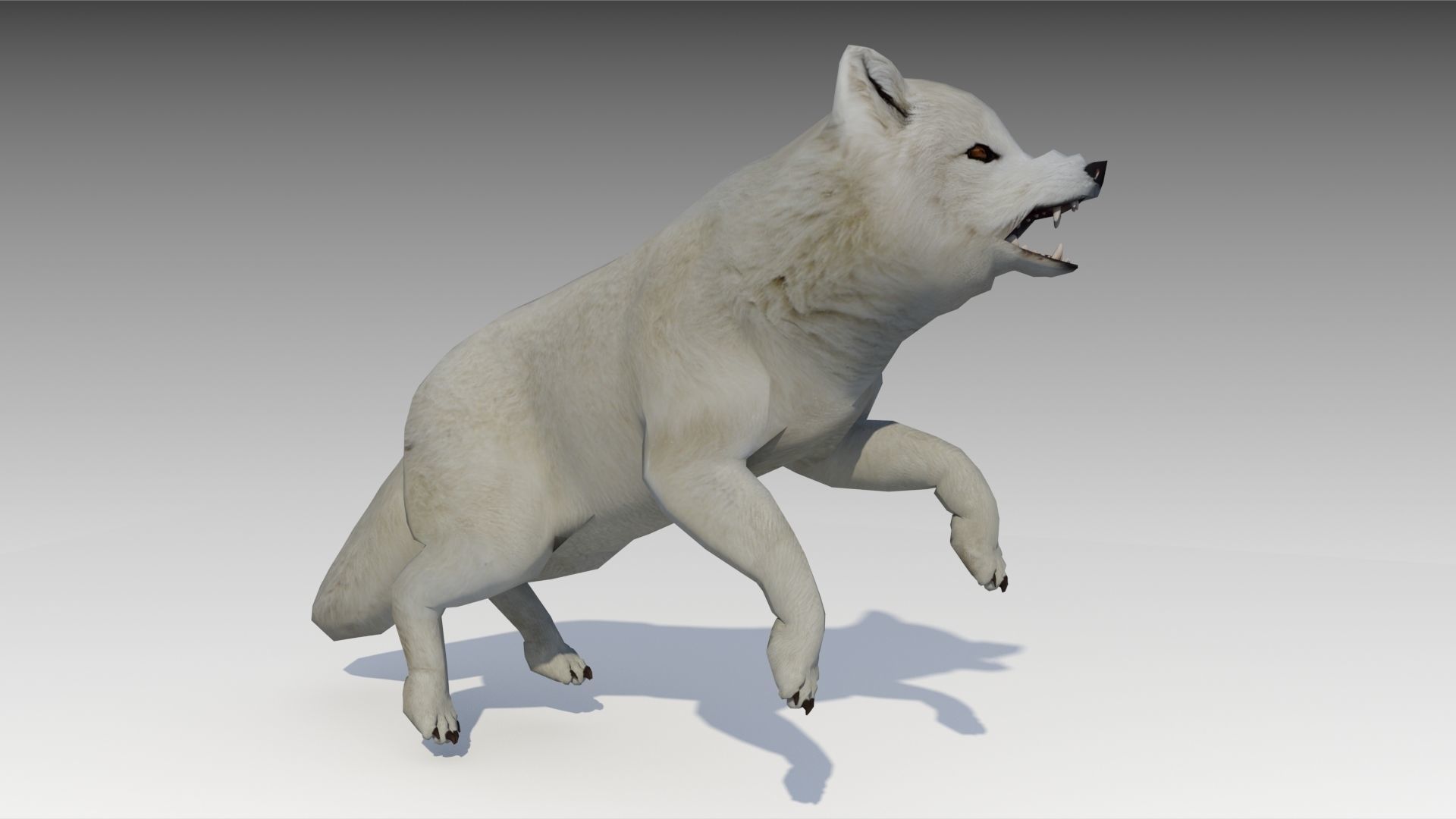 Artic Fox Low-poly 3D model_3