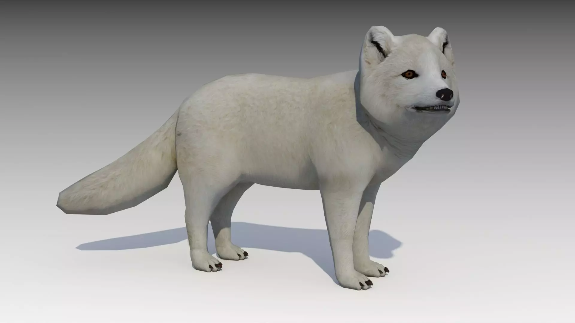 Artic Fox Low-poly 3D model_0