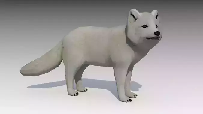 Artic Fox