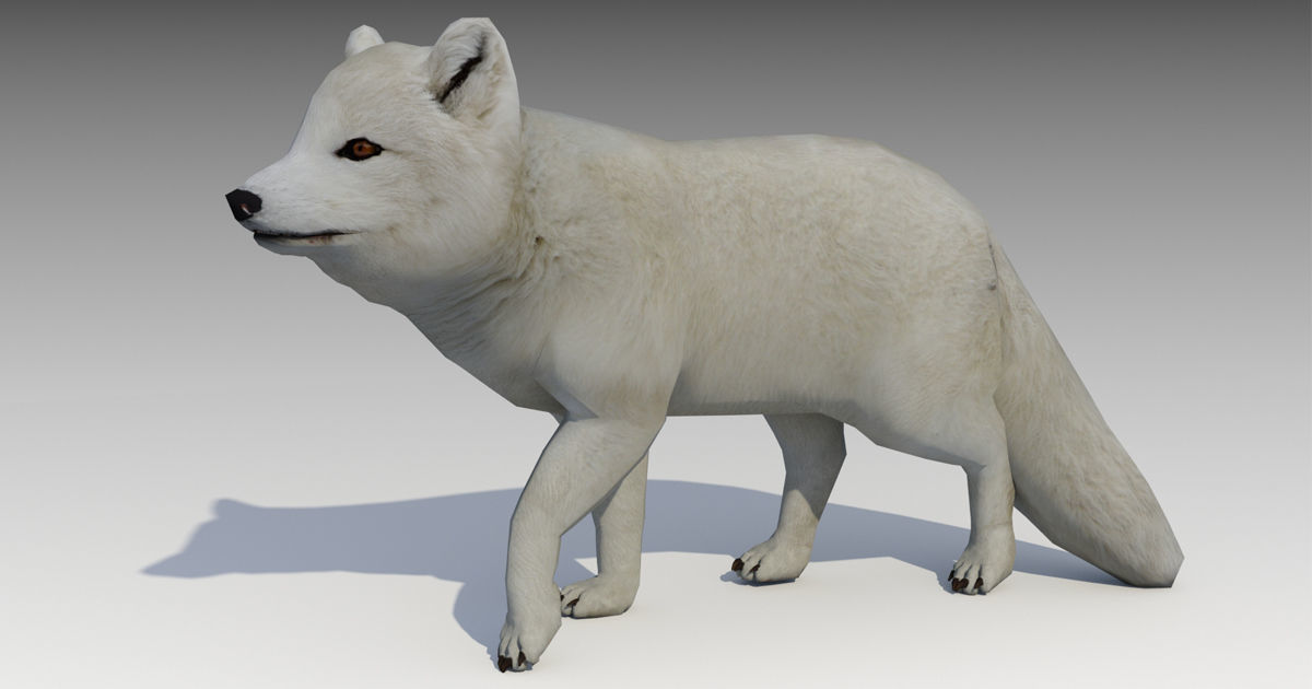 Artic Fox Low-poly 3D model_8