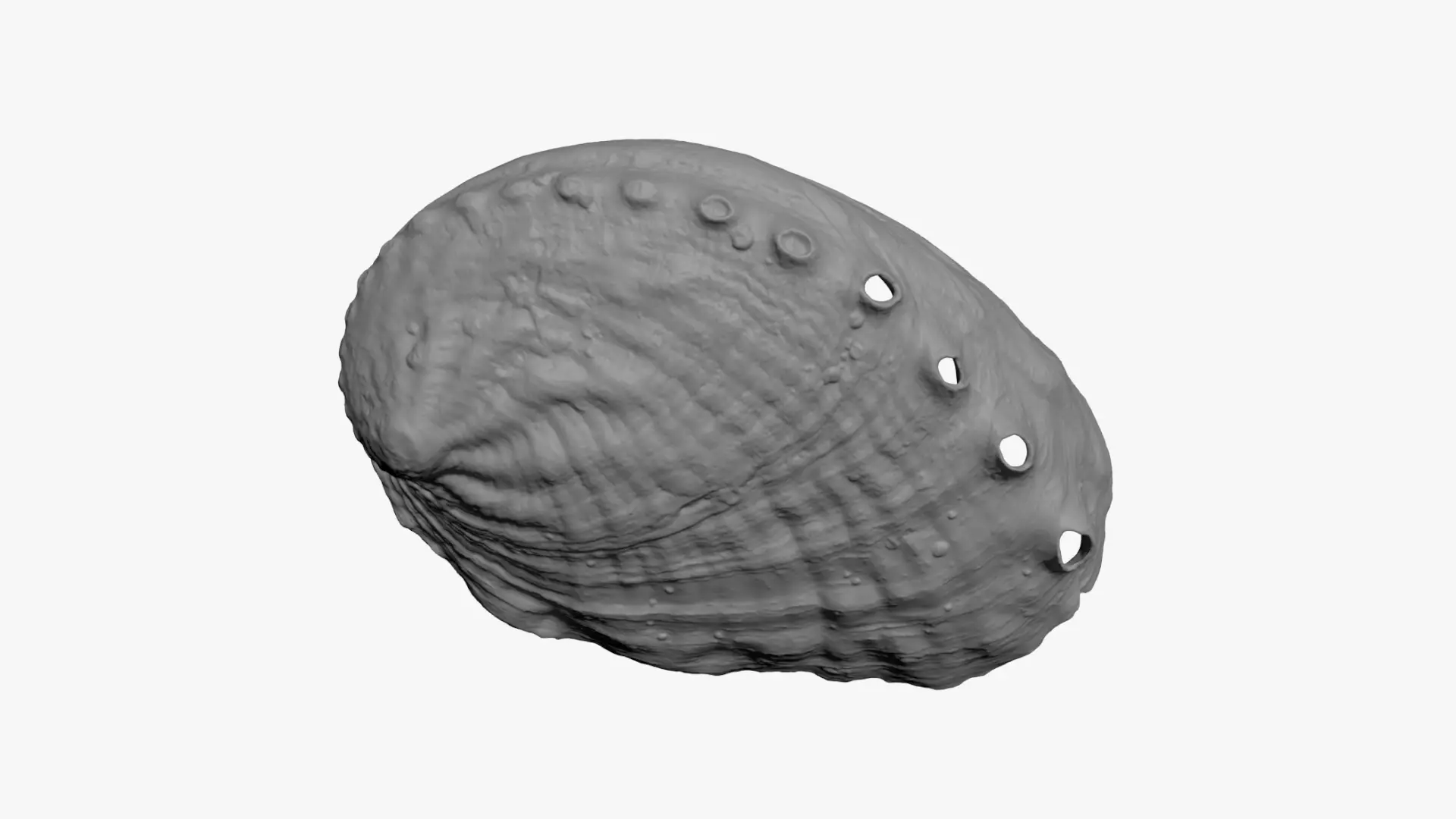 Abalone Shell - For 3D Print 3D print model