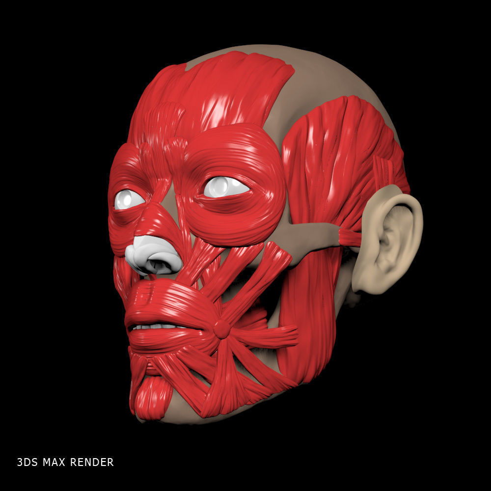Head anatomy muscles 3D model_11