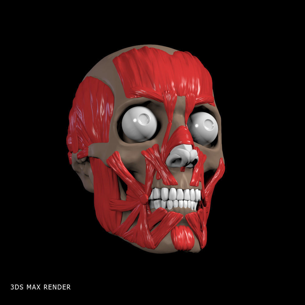 Head anatomy muscles 3D model_13