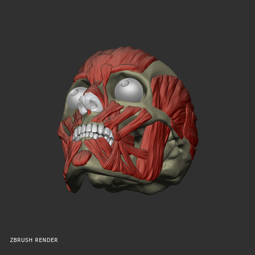 Head anatomy muscles 3D model_3