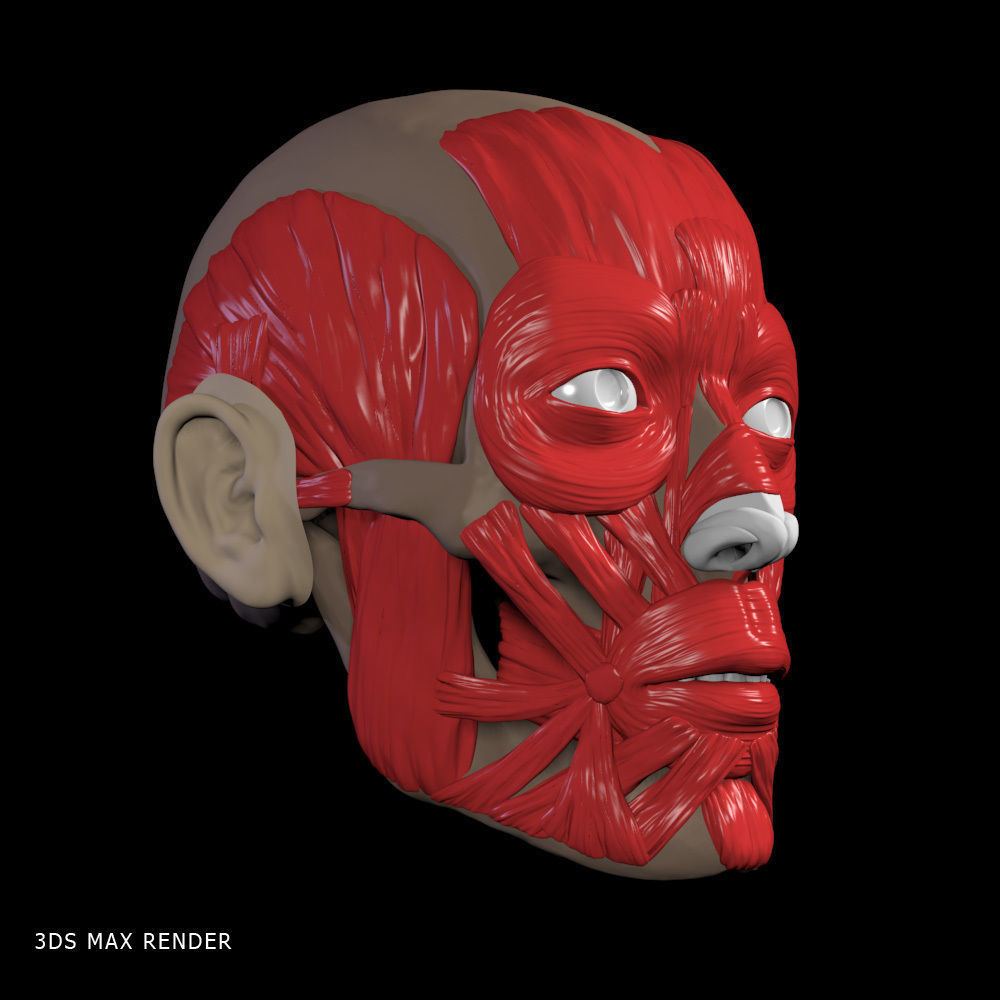 Head anatomy muscles 3D model_12