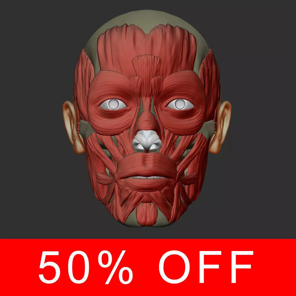 Head anatomy muscles 3D model_0