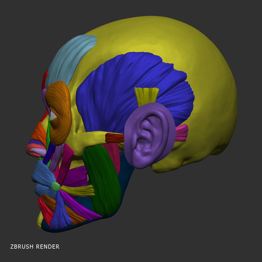 Head anatomy muscles 3D model_9