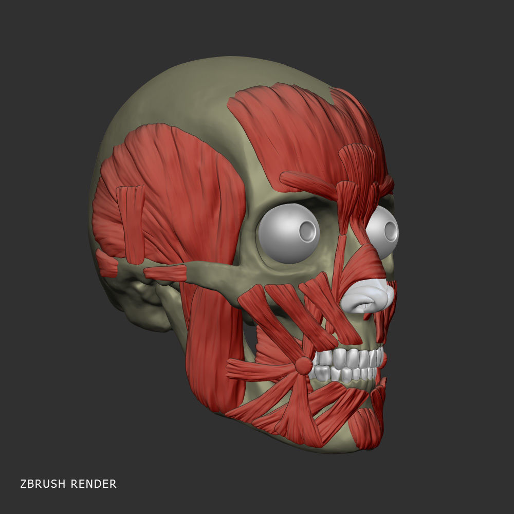 Head anatomy muscles 3D model_1