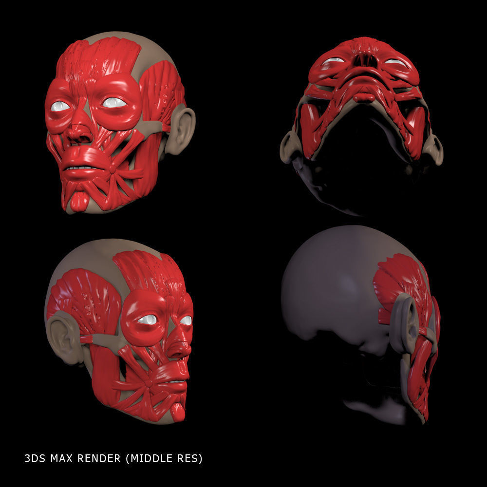 Head anatomy muscles 3D model_15