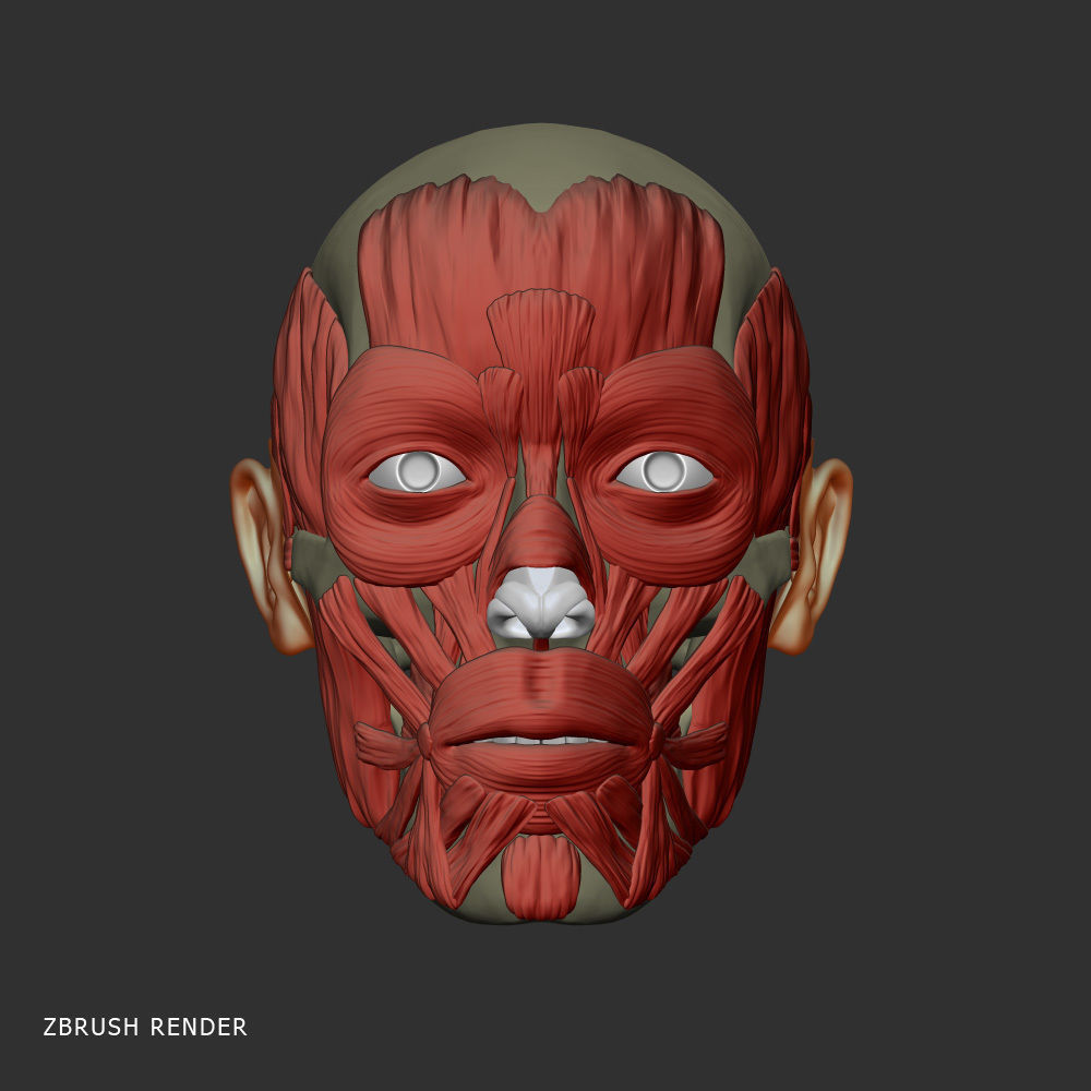 Head anatomy muscles 3D model_2