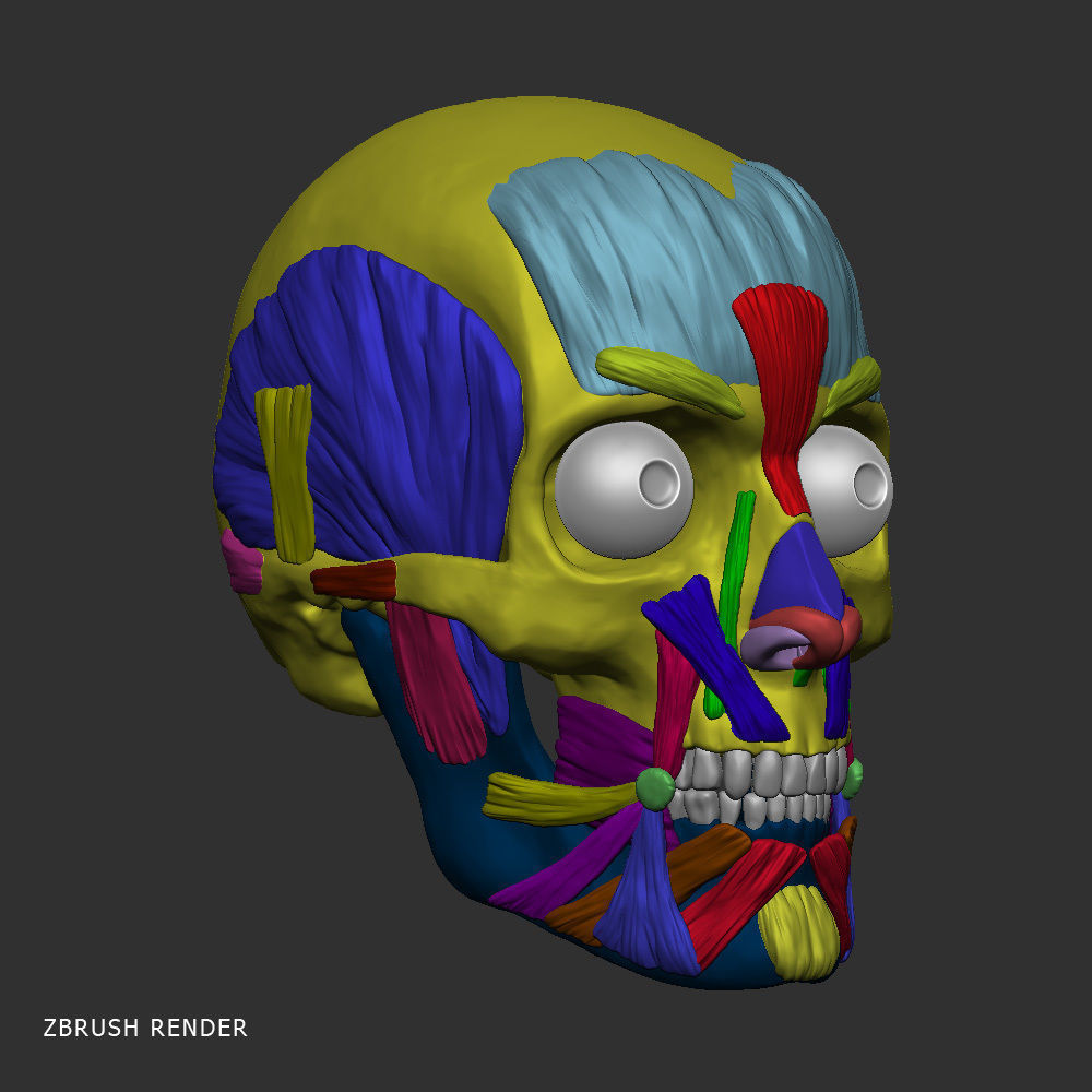 Head anatomy muscles 3D model_10
