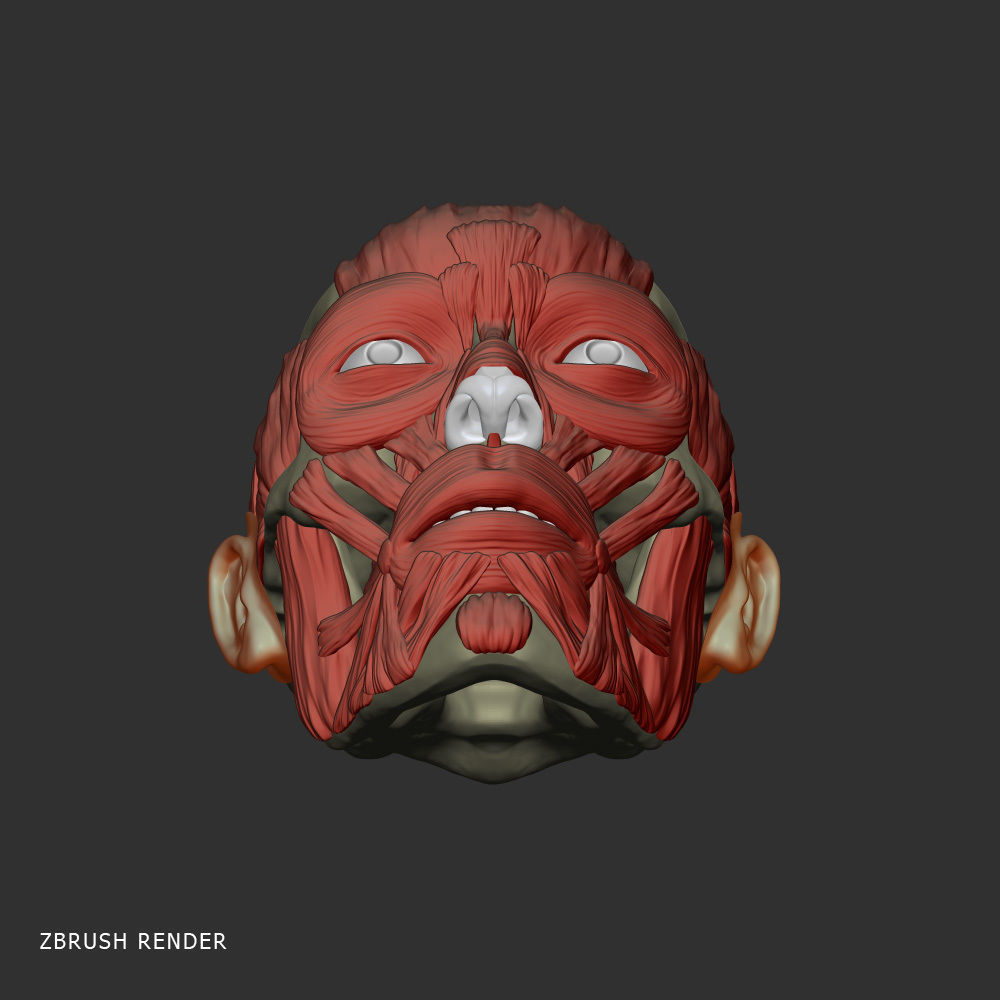 Head anatomy muscles 3D model_5