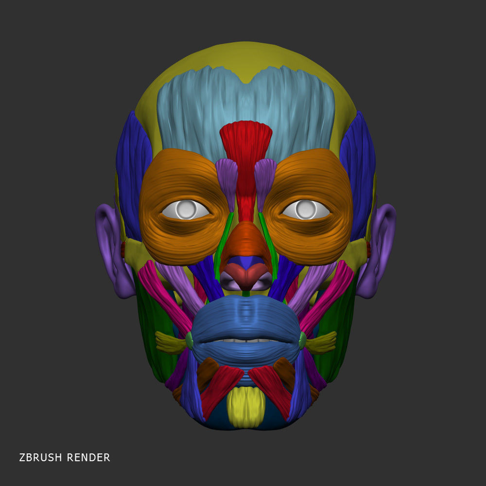 Head anatomy muscles 3D model_8