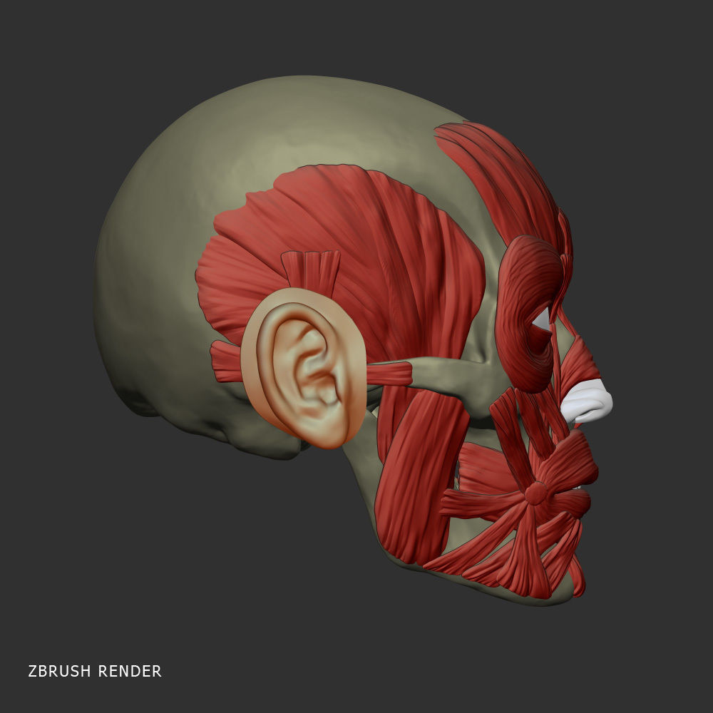 Head anatomy muscles 3D model_4