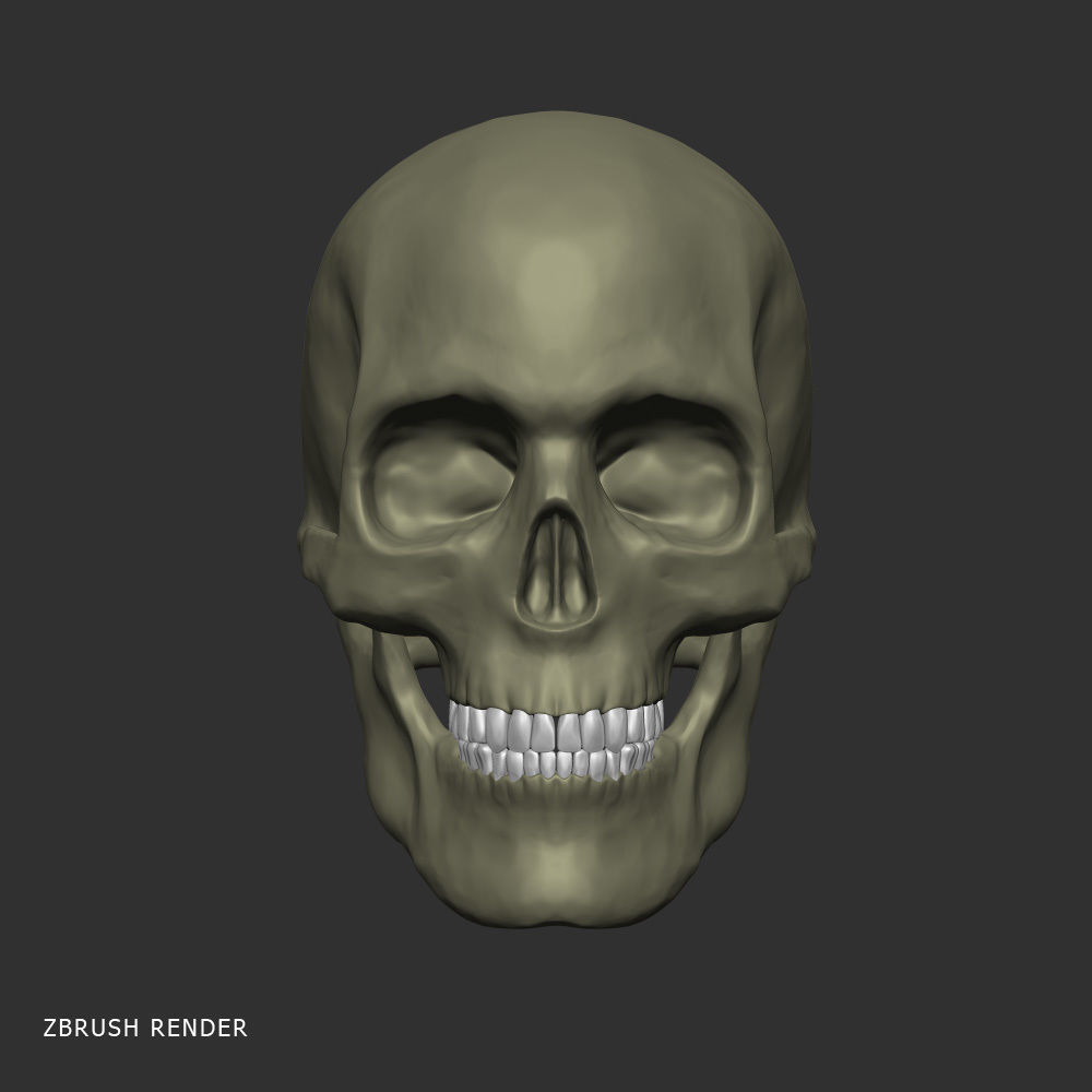 Head anatomy muscles 3D model_7