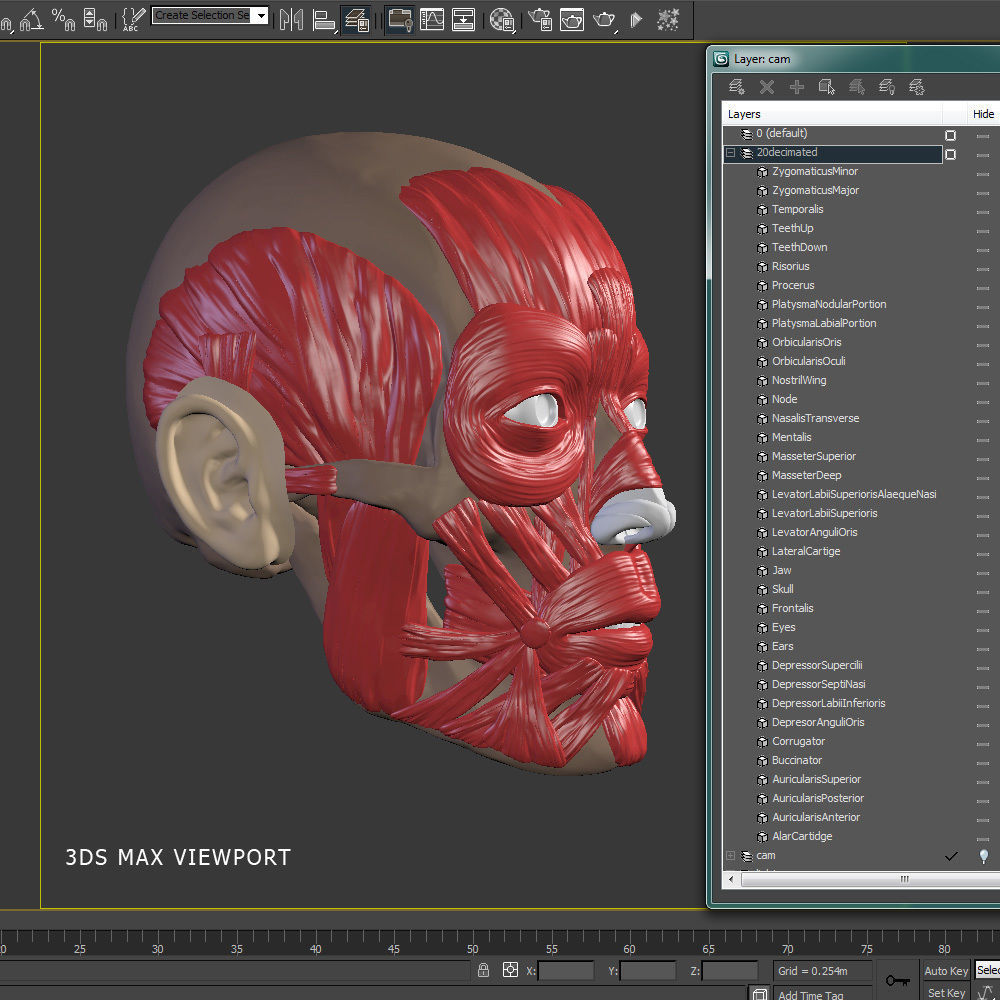 Head anatomy muscles 3D model_14