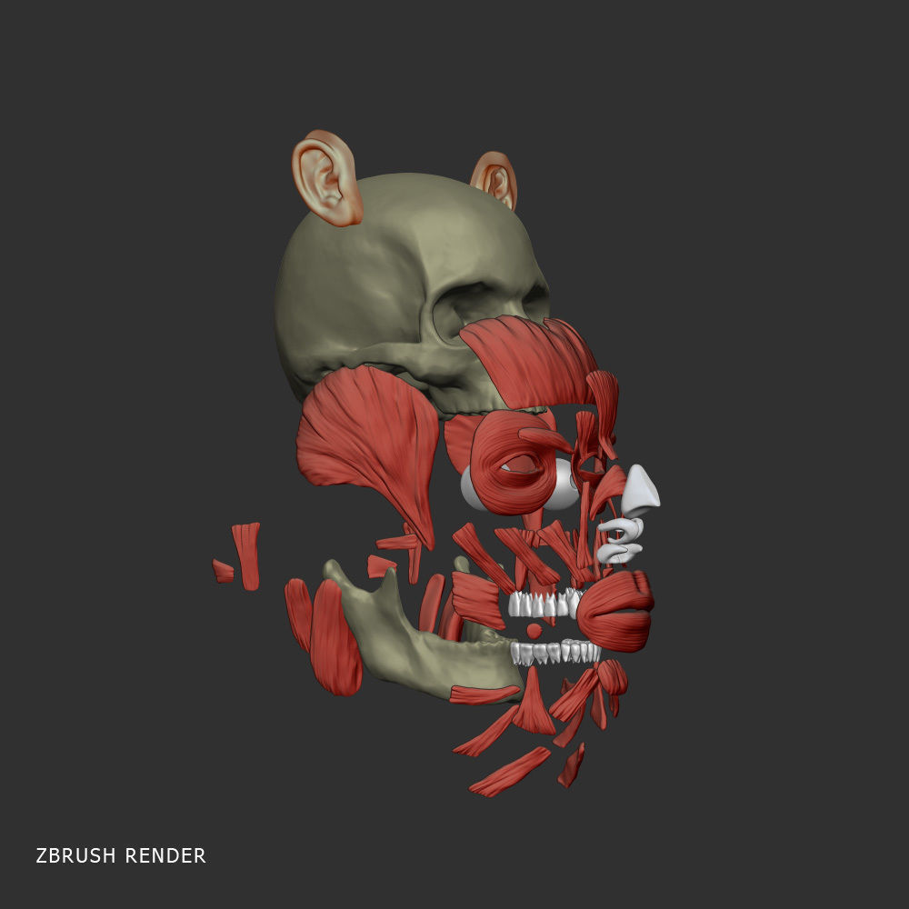 Head anatomy muscles 3D model_6