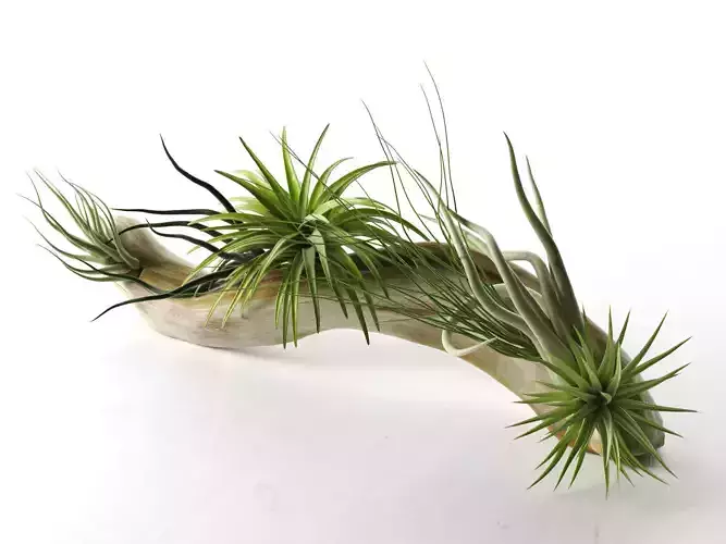 Driftwood with Plants 2 3D model