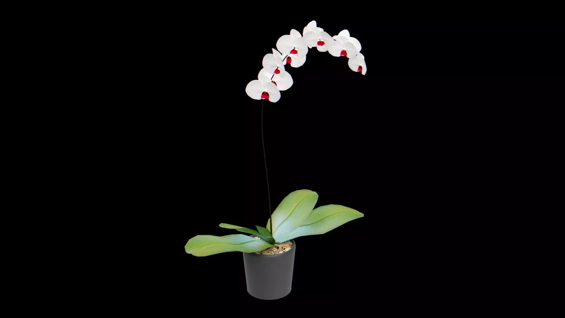 Orchid Phalaenopsis 3D Model Free low-poly 3D model