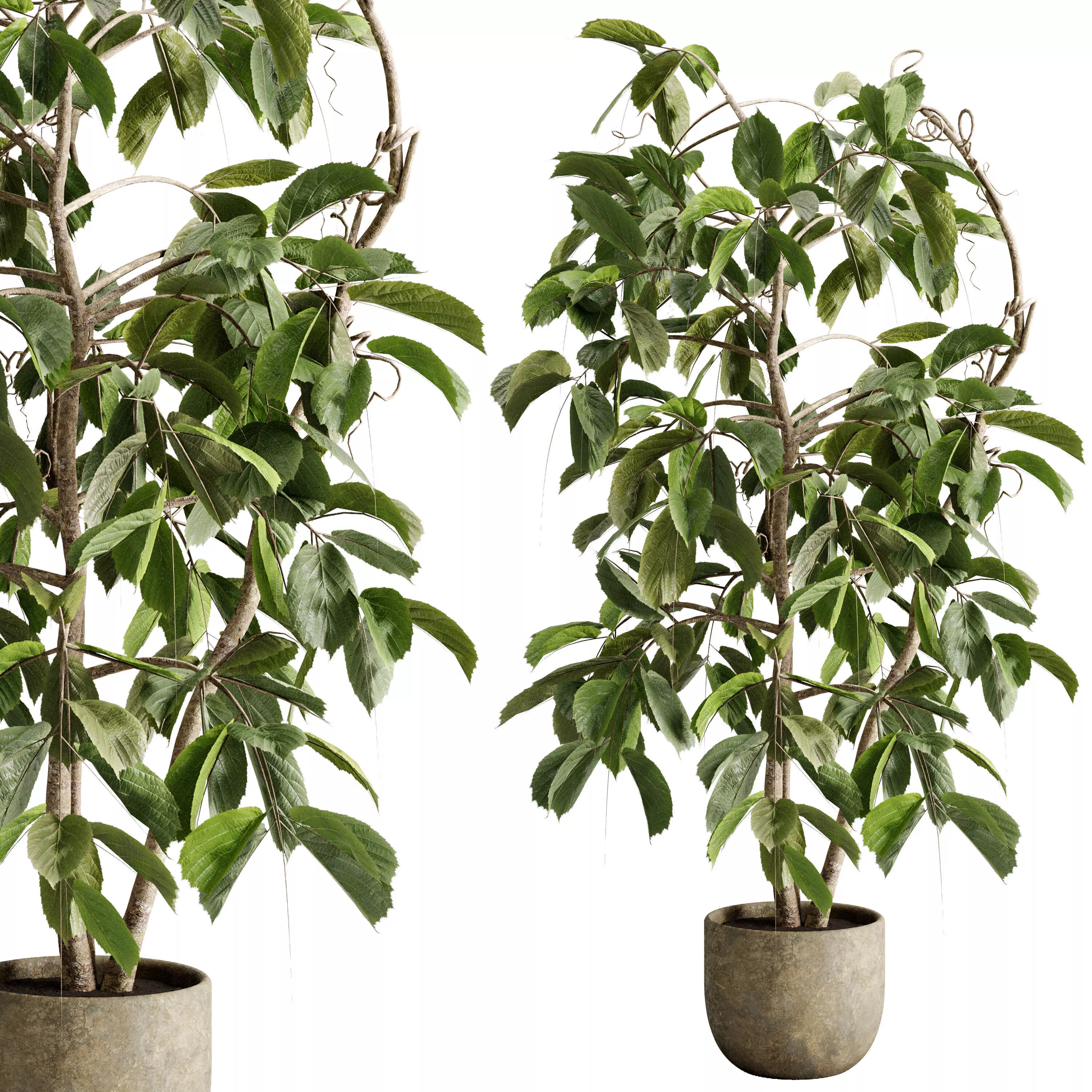Ficus Tree in a concrete pot - Indoor plant 732 3D model