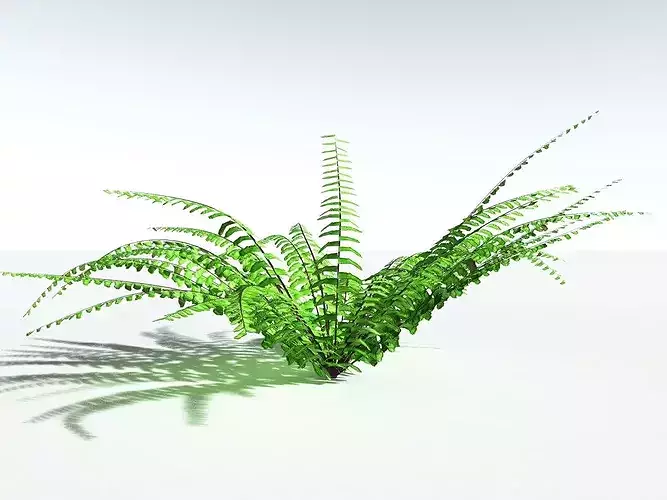 EVERYPlant Western Maidenhair Fern LowPoly