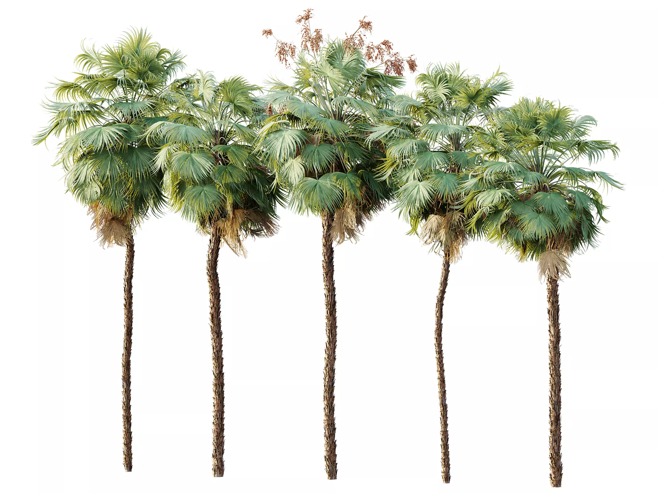AV Plant Acoelorrhaphe Wrightii Palm Tree 01 3D model