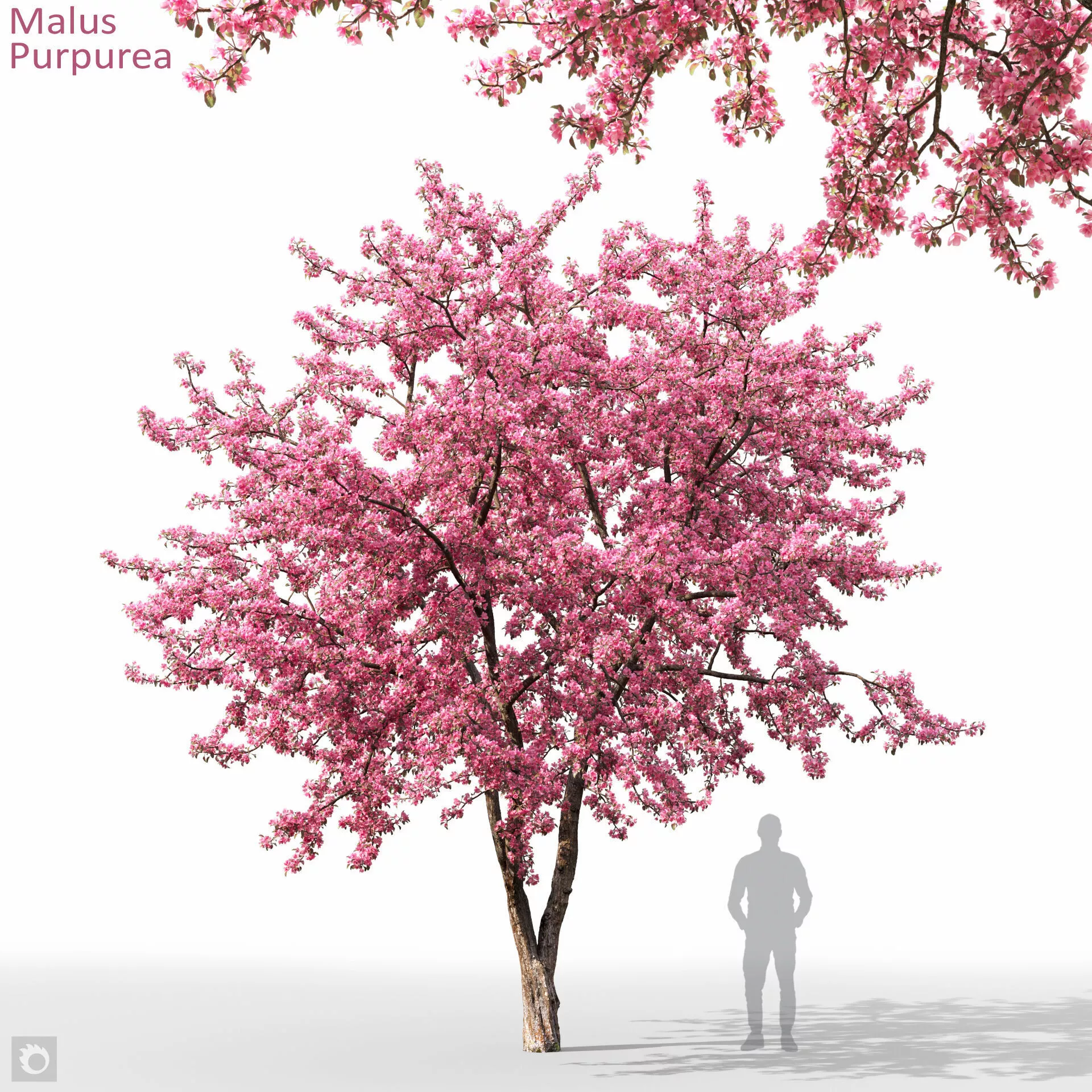 Malus Purpurea flowering 01 3D model