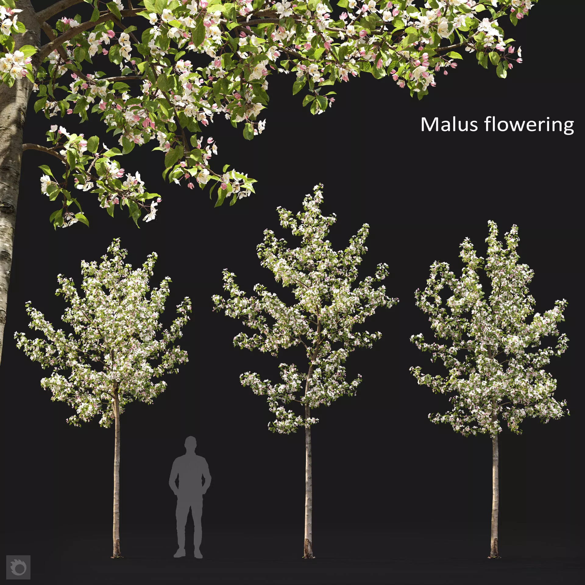 Malus flowering 10 3D model