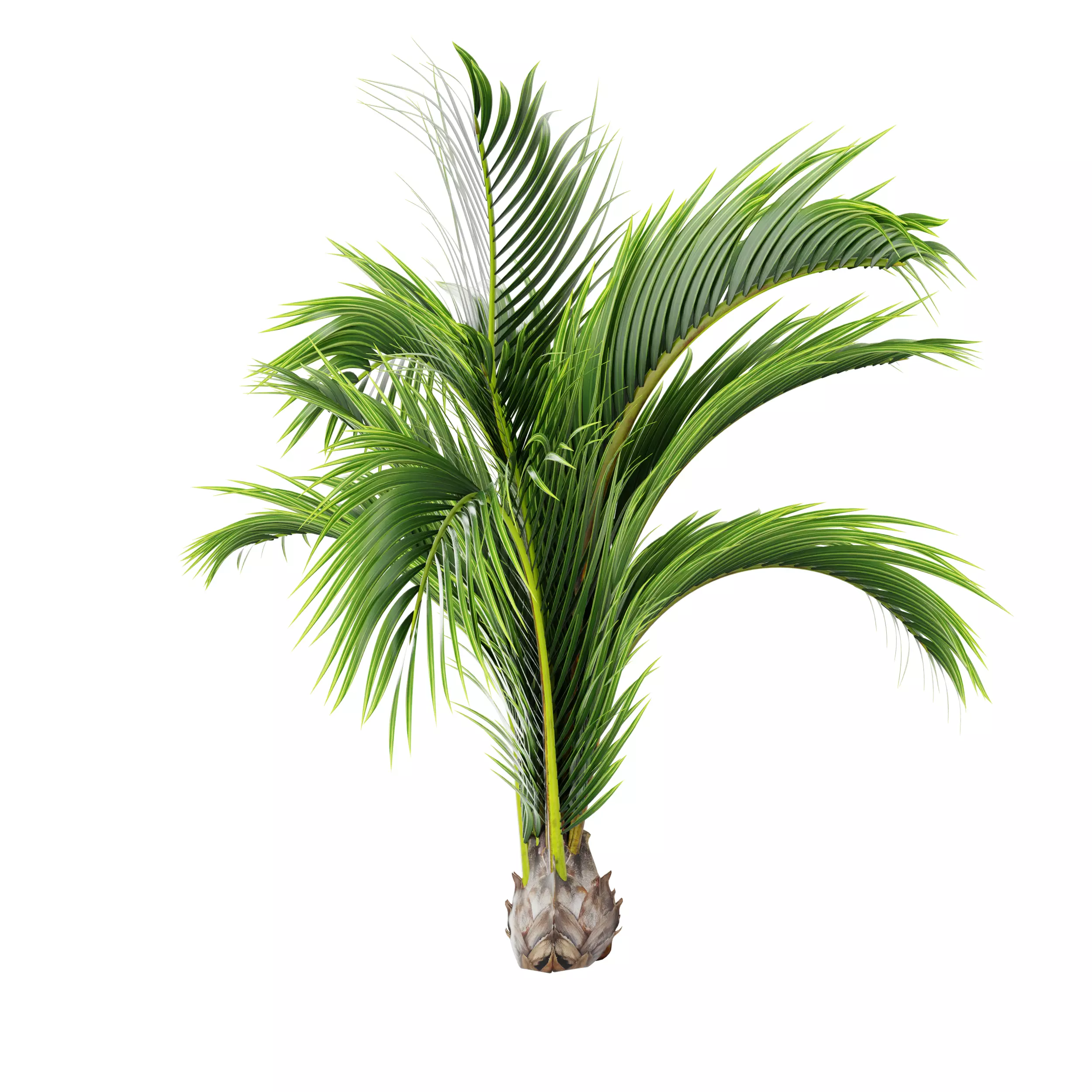 Dwarf Palm Tree Low-poly 3D model