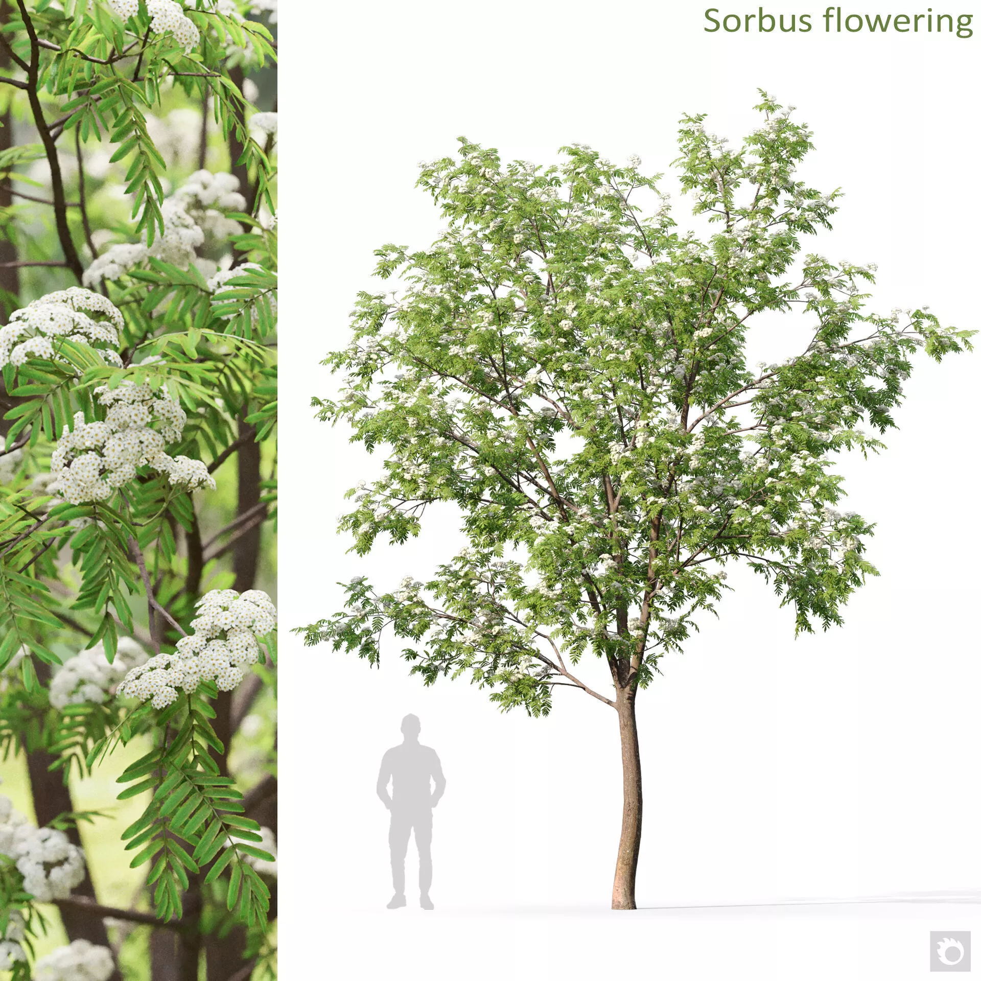 Sorbus 05 flowering 3D model