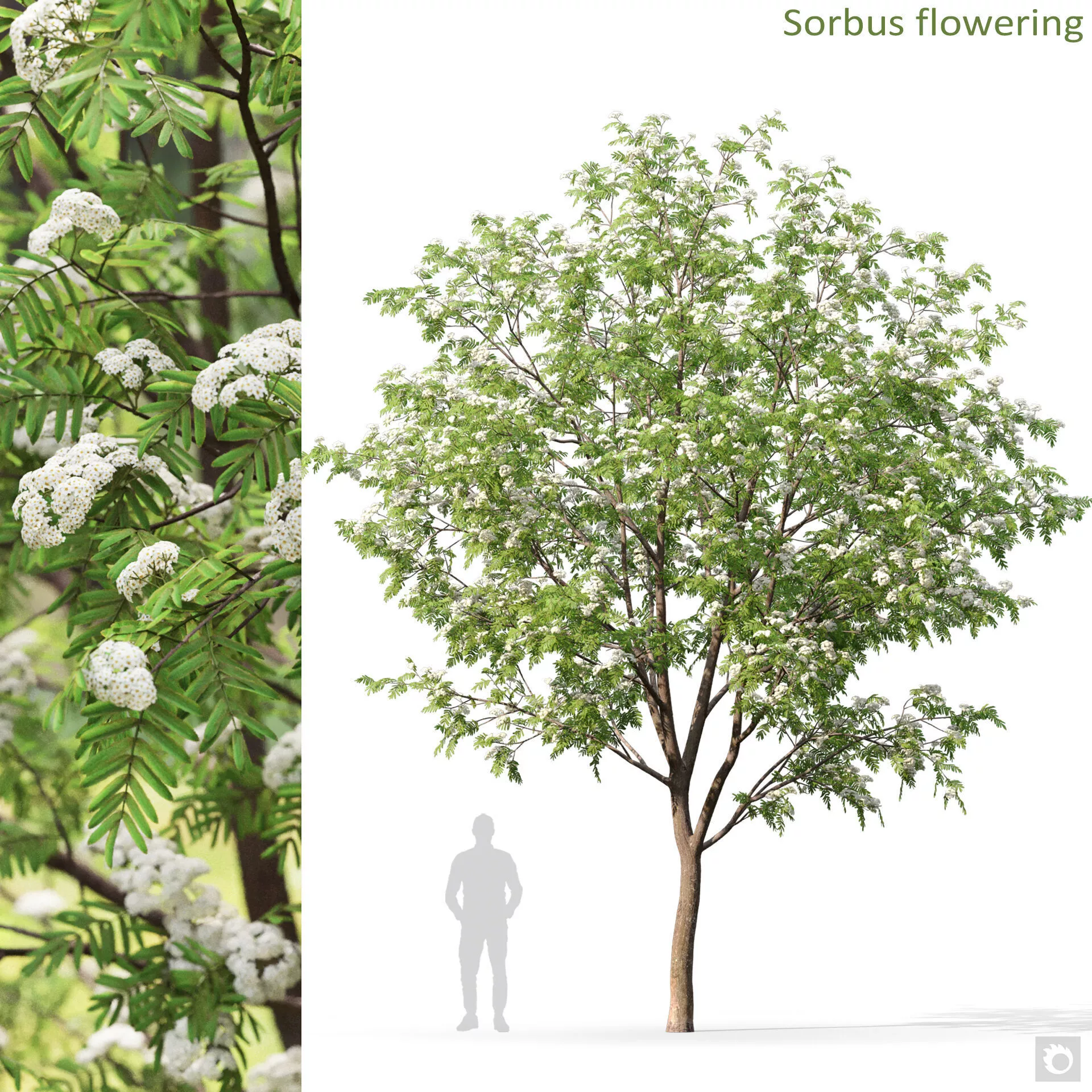 Sorbus 06 flowering 3D model