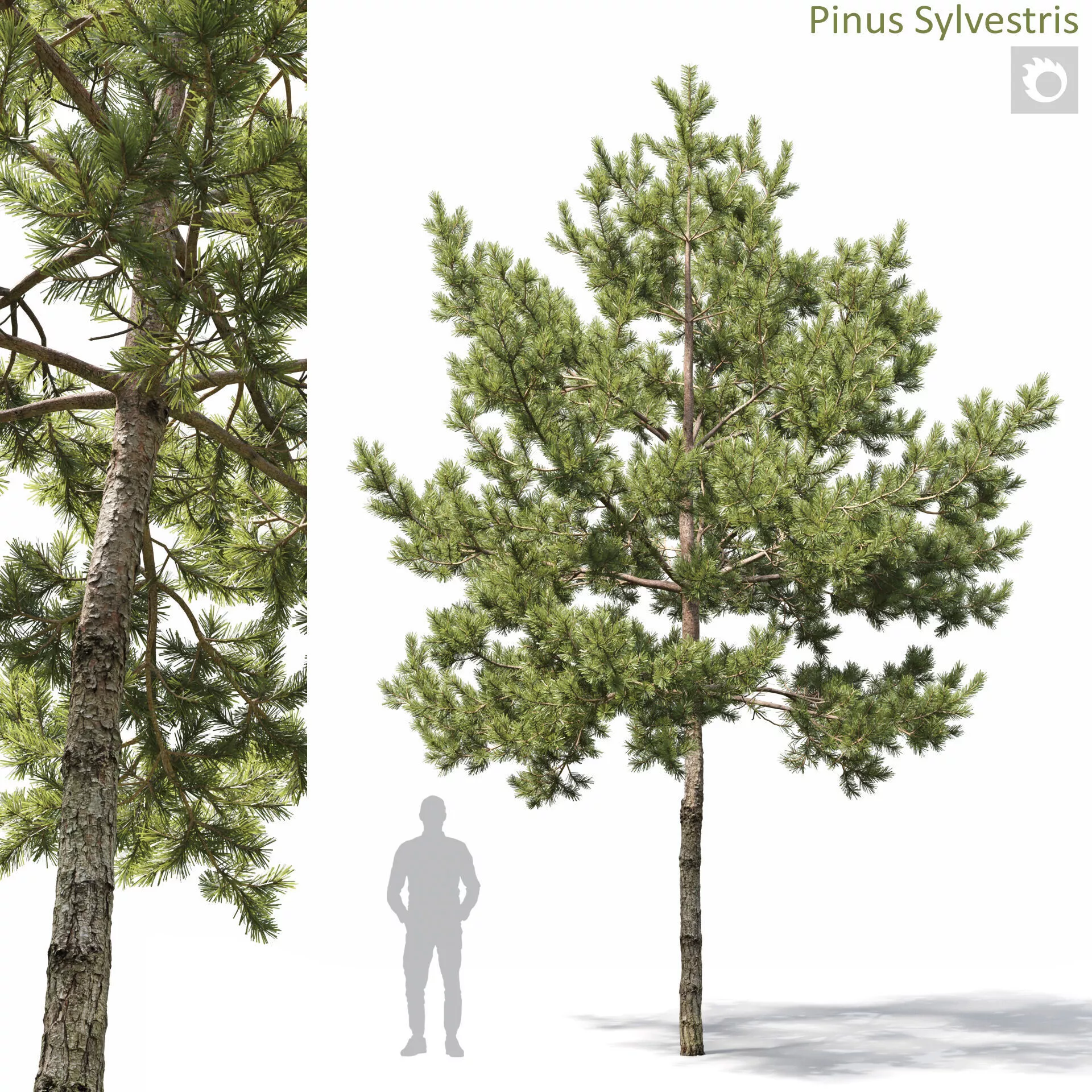 Pinus Sylvestris 35 3D model