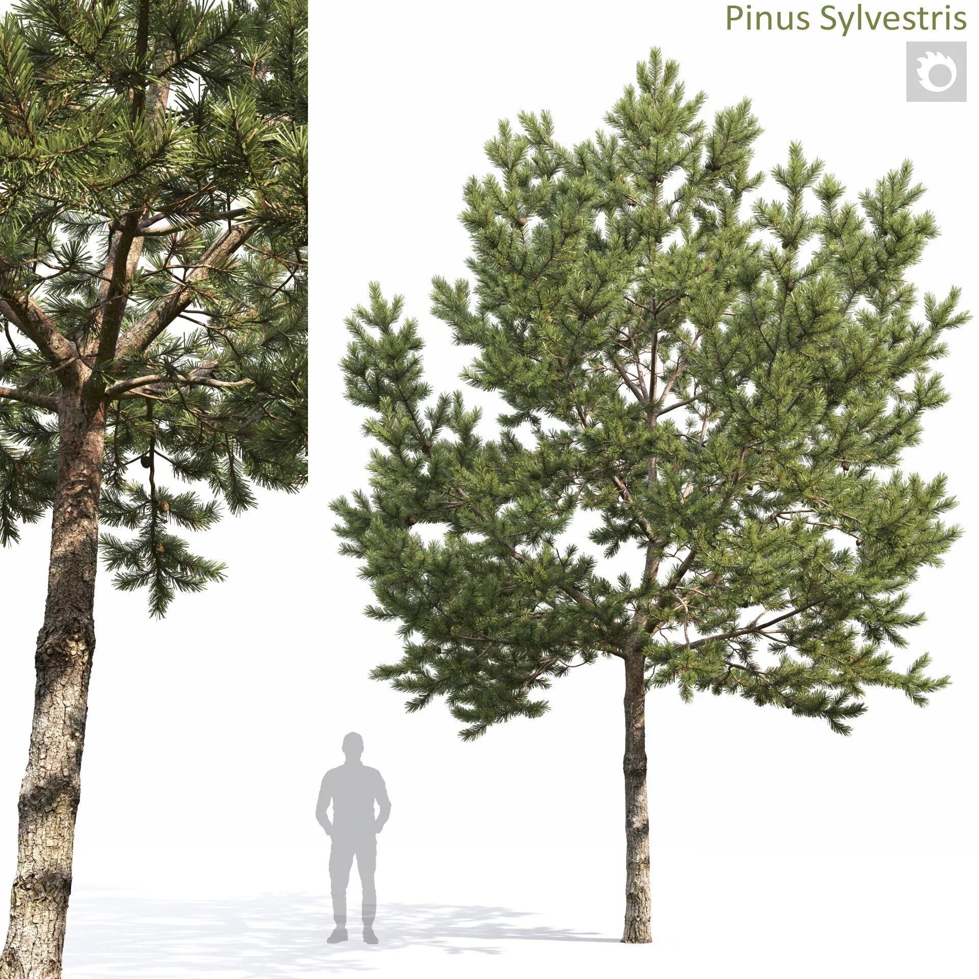 Pinus Sylvestris 36 3D model
