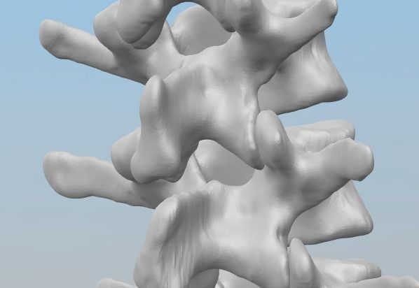 Vertebral column T11-L5   female - age 20 3D model_8