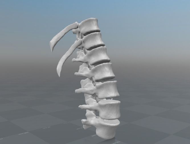 Vertebral column T11-L5   female - age 20 3D model_5