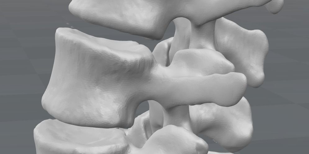 Vertebral column T11-L5   female - age 20 3D model_7