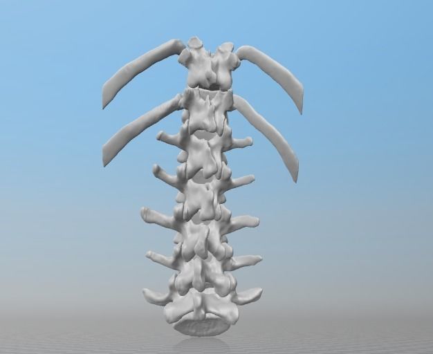 Vertebral column T11-L5   female - age 20 3D model_6