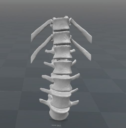 Vertebral column T11-L5   female - age 20 3D model