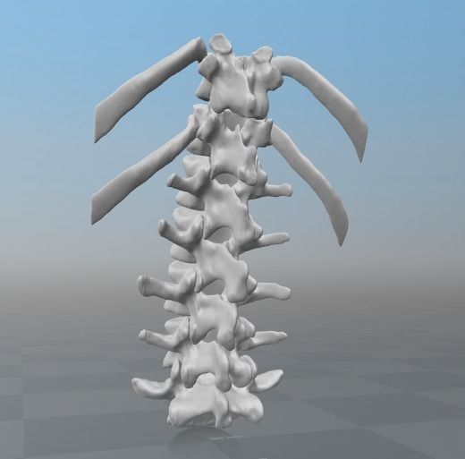 Vertebral column T11-L5   female - age 20 3D model_2