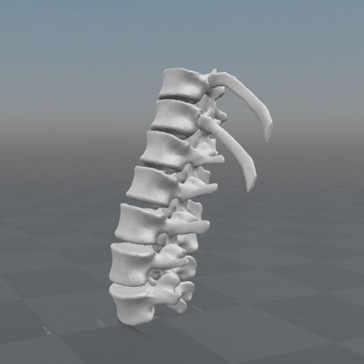 Vertebral column T11-L5   female - age 20 3D model_1
