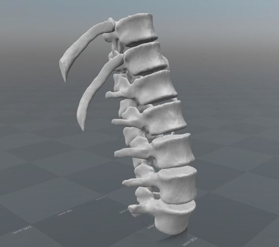 Vertebral column T11-L5   female - age 20 3D model_10