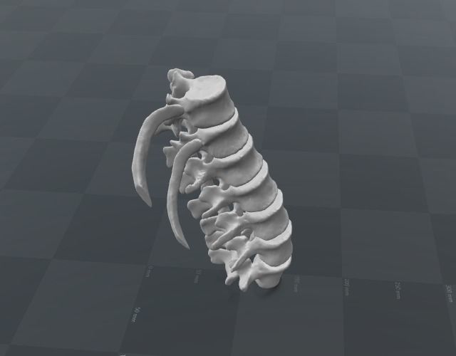 Vertebral column T11-L5   female - age 20 3D model_4