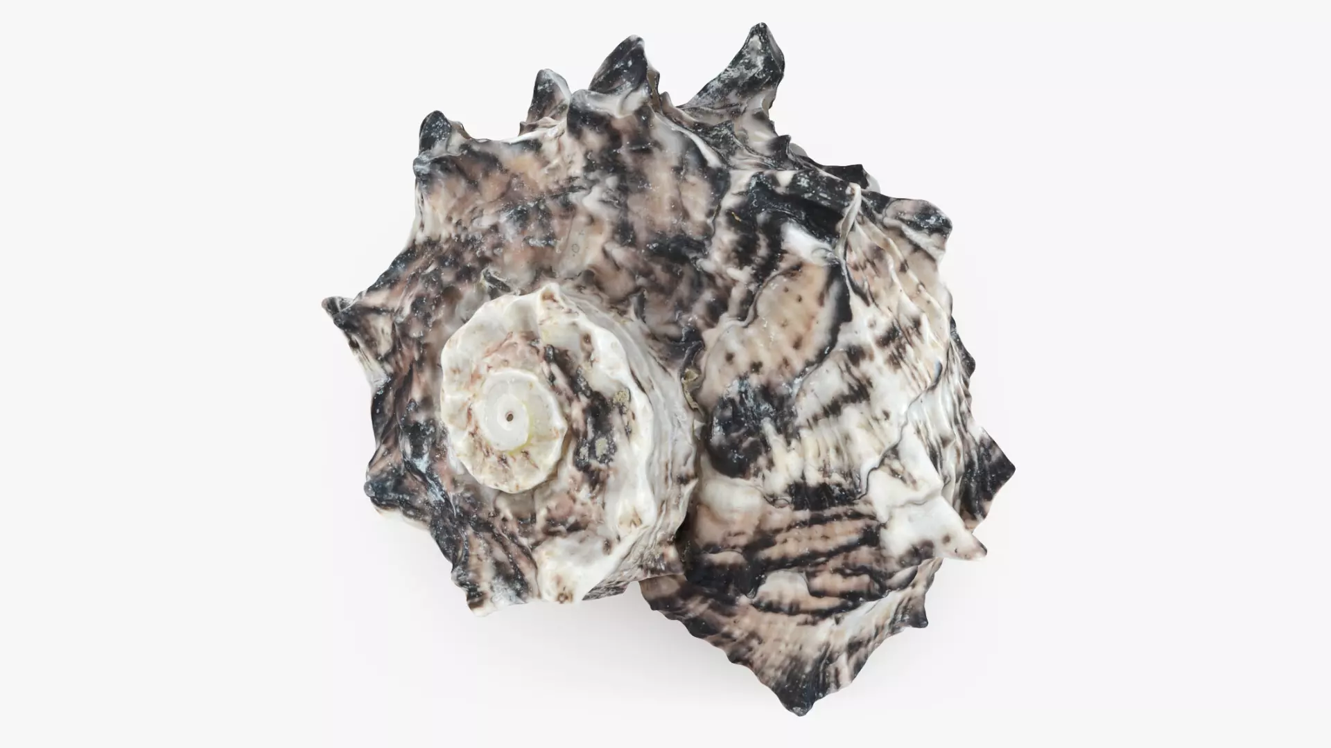 Angaria Delphinus 2 3D model