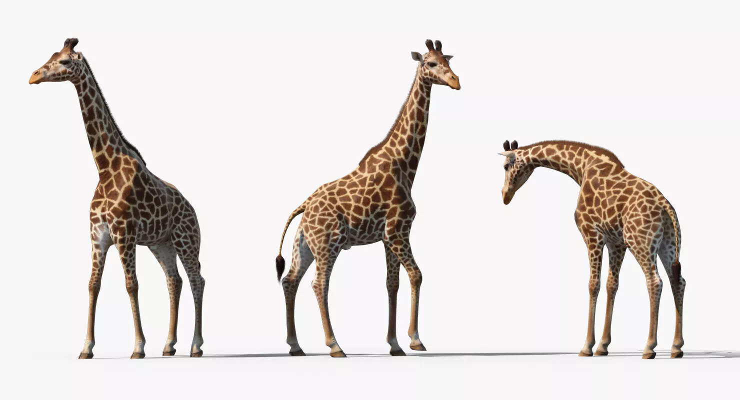 African Giraffe Fur Rigged 3D model