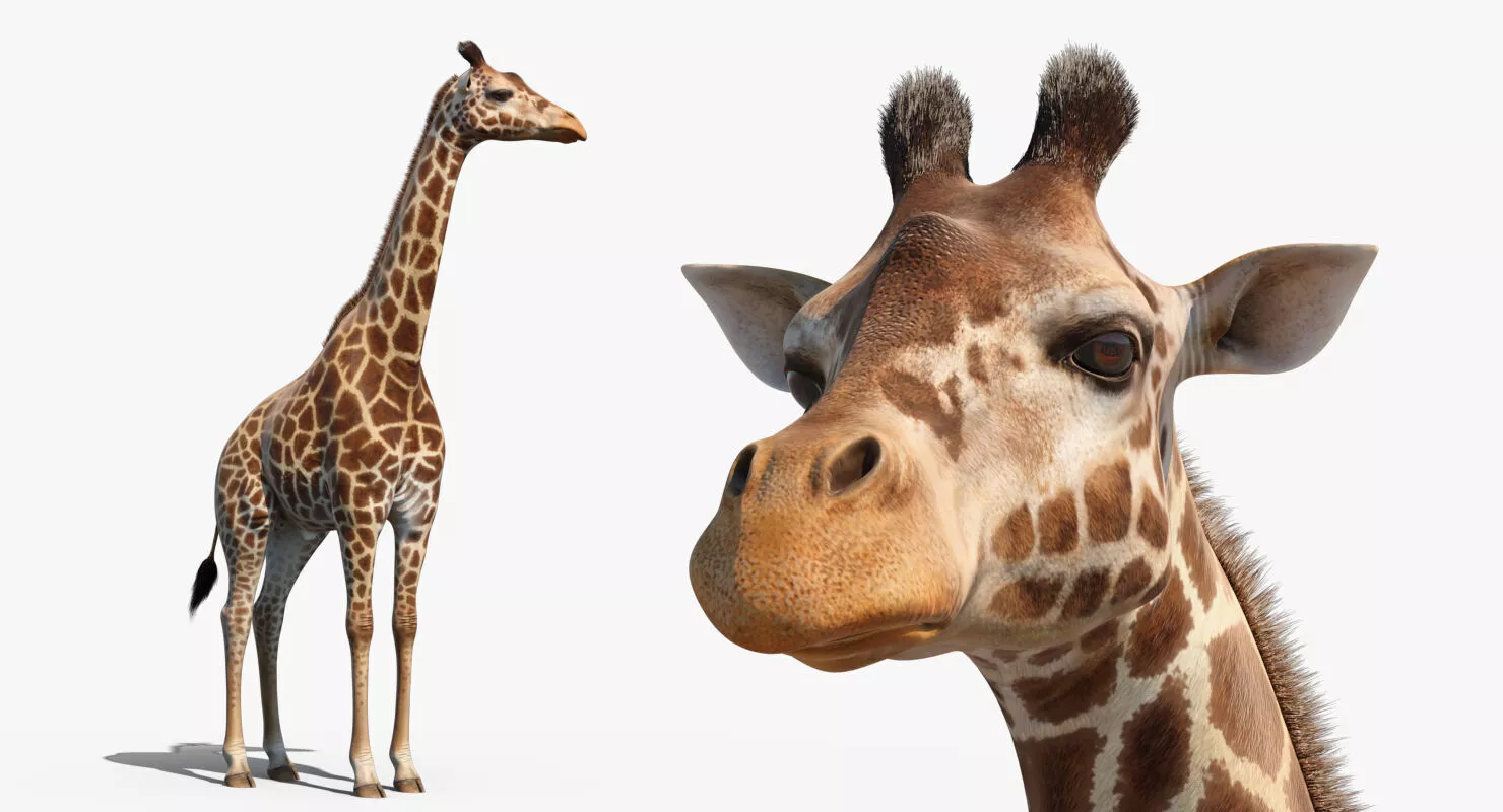 Giraffe Standing Pose Fur 3D model