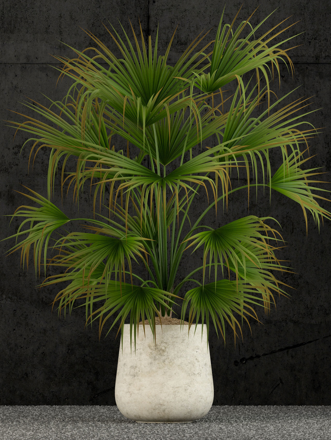 Plants collection 53 3D model_2