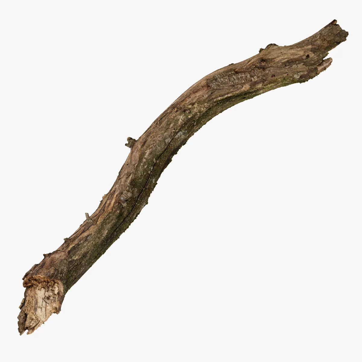 Broken Branch 01 RAW Scan 3D model